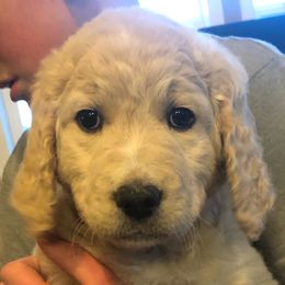 Goldendoodle Puppies from Kellee's Goldendoodles