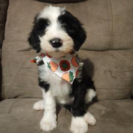 Brisket - Black and white female Sheepadoodle puppy in Farley, Iowa from Iowa's Doodle Co.