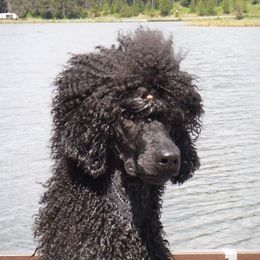 German Shorthaired Pointer and Poodle All Grown Up from Misfire Kennel