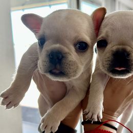 French Bulldog Puppies from Grace