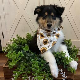Tommy Pickels - Black white and tan male Collie puppy in Chilhowie, Virginia from Jolly Collies