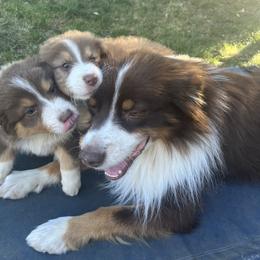 Australian Shepherd Puppies from Dream E River Ranch