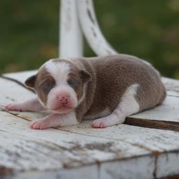 Dallas - White male Jack Russell Terrier puppy in West Bend, Iowa from Blue Skies Terriers