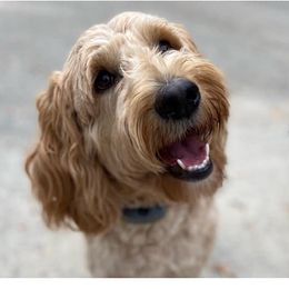 Piper - Goldendoodle
