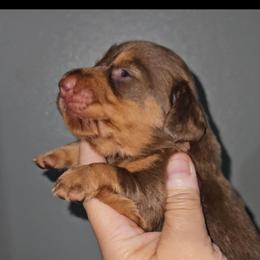 B3 - Chocolate and tan male Dachshund puppy in Lansing, Michigan from Black Thunder 517 Dachshunds and frenchies