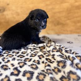 Marina - Black tri-color female Australian Shepherd puppy in Mineral Wells, Texas from A6 Australian Shepards