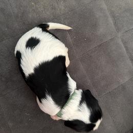 Mr. Green - Tri-color male Cavalier King Charles Spaniel puppy in Rocky Ford, Colorado from Scofield Cavaliers