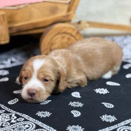 SILKY - dark cream - Cream female Dachshund puppy in Nashville, Arkansas from Whisenhunt Farms