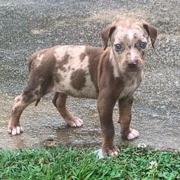 Yellow collar female - Red merle female Catahoula Leopard Dog puppy in Gadsden, Alabama from Rich Cat’s