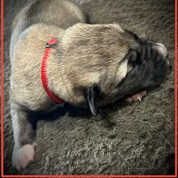 Red - Fawn female Anatolian Shepherd Dog puppy in Clark, Wyoming from Fyne Acres