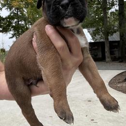 Maverick - Fawn male Boxer puppy in Taft, Tennessee from Hillbillie Boxers