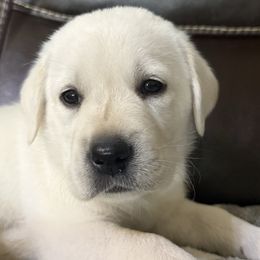 Boy 5 - Yellow male Labrador Retriever puppy in Taylor, Texas from Faithful Labs