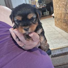 Harmony - Black and tan female Yorkshire Terrier puppy in Jacksonville, Arkansas from Royal Yorkie Terrier