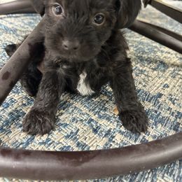 Yorkipoo Puppies from Bayless Yorkiepoos