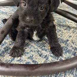 Yorkipoo Puppies from Bayless Yorkiepoos