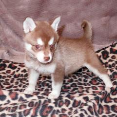 Alaskan Klee Kai and Rat Terrier Puppies from Gems Rat Terriers