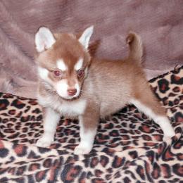 Alaskan Klee Kai and Rat Terrier Puppies from Gems Rat Terriers