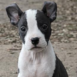 Lipara - Black brindle female American Staffordshire Terrier puppy in Monroe, Georgia from Irresistibull Staffords