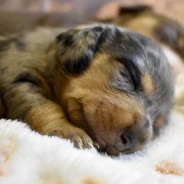 West AKC - Dapple male Dachshund puppy in De Land, Florida from Pretty Painted Mini Doxies