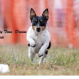Didi - Teddy Roosevelt Terrier