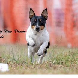 Didi - Teddy Roosevelt Terrier
