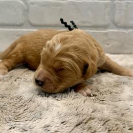 Black Collar Boy - Apricot male Goldendoodle puppy in San Augustine, Texas from Vintage Doodles