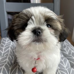 Happy - Shih Tzu