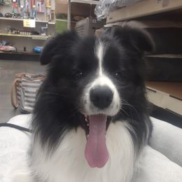 Border Collies from Hillcrest Border Collies