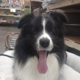 Border Collies from Hillcrest Border Collies