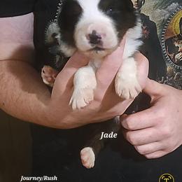 JADE - Black tri-color female Australian Shepherd puppy in Elk Creek, Missouri from Hearts on Fire Australian Shepherds