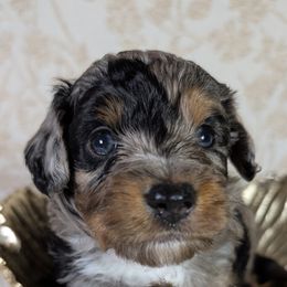 Aussiedoodle Puppies from The Cuddly Dood Ranch