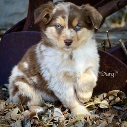 Daryl - Red merle male Miniature Australian Shepherd puppy in Evant, Texas from Lazy VT Bar Ranch