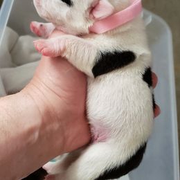 English Bulldog Puppies from Ruza's Bulldogs
