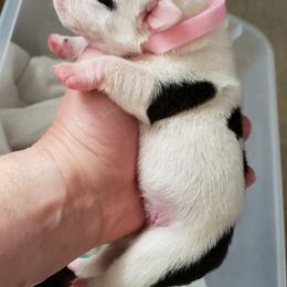 English Bulldog Puppies from Ruza's Bulldogs