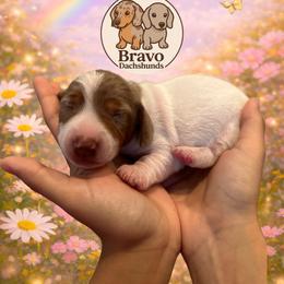 Fati - Piebald female Dachshund puppy in Homstead, Florida from Bravo Dachshunds