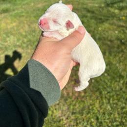 Cheaha - White male Miniature Schnauzer puppy in Alabama from Little River Miniature Schnauzers