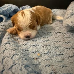 Bradley - Blenheim male Cavalier King Charles Spaniel puppy in Athens, Georgia from Sandy Cross Kennels