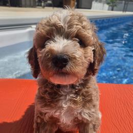Goldendoodle Puppies from Wurster's Mini Wee Doodles