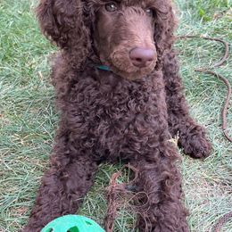 Poodle Puppies from Poodle Sense