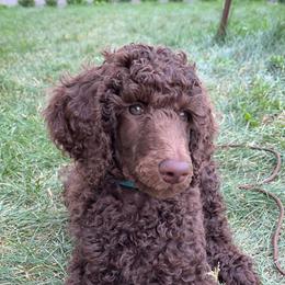 Poodle Puppies from Poodle Sense