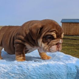 Boxer, Bulldog, and French Bulldog Puppies from Hillview Kennels