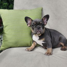 Dolly - Blue fawn female French Bulldog puppy in Leola, Pennsylvania from Edna's Homegrown Frenchies