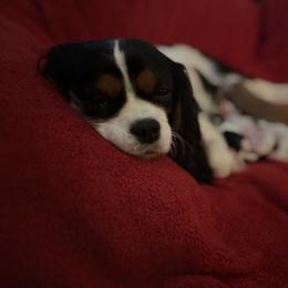 London - Tri-color male Cavalier King Charles Spaniel puppy in Taylor, Michigan from SHANNON'S CAVALIERS