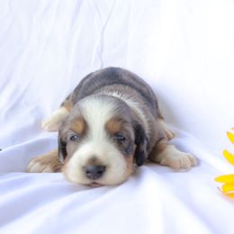 Jasper - Dapple male Dachshund puppy in Fredericksburg, Ohio from William's Dachshunds