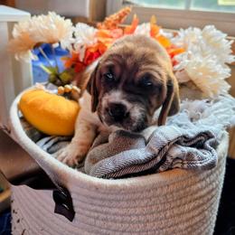 Lime green girl - Mahogany and white female Basset Hound puppy in Converse, Louisiana from Walkers Catuna Bassett Hounds