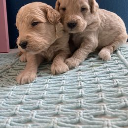 Assorted Doodle Crosses Puppies from Goldens and Doodles