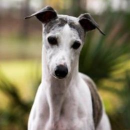 Justin - Whippet