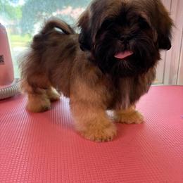 Nico - Sable male Shih Tzu puppy in Roseville, Michigan from Diamond Paws LLC