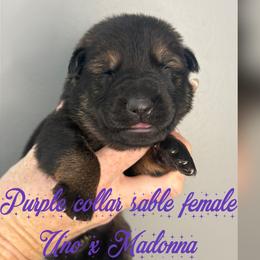 Purple Collar - Sable female German Shepherd puppy in Canterbury, Connecticut from Nachtwaechter German Shepherds, LLC