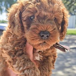 Diesel - Red  male Goldendoodle puppy in Red Oak, Iowa from Fisher Pups-Stay Golden with a Doodle